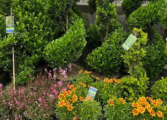 Spiral evergreens and a flower bed planted by G&C Landscaping in Brooklyn