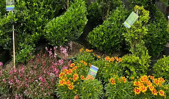 Spiral evergreens and a colorful flower bed in a Brooklyn garden