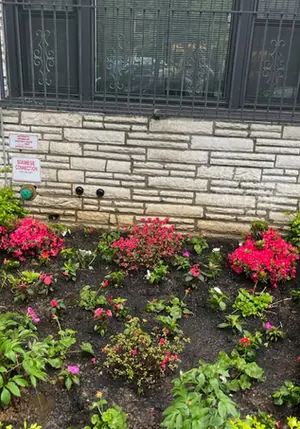 Pink azalea and flower bed planting along a Brooklyn home