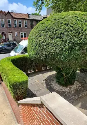 Trimmed boxwood hedge and topiary tree in a Brooklyn front yard
