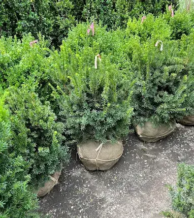 Evergreen shrubs ready for planting on a Brooklyn job