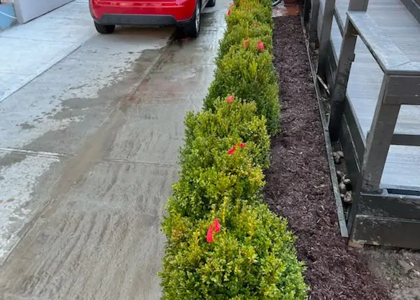 Flowering hedge row planted along a Brooklyn sidewalk