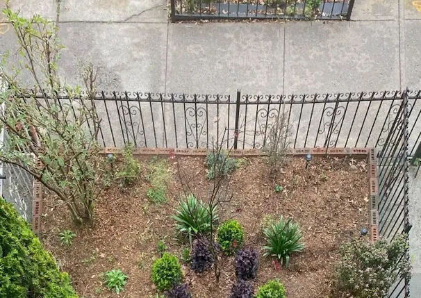 Front-yard planting bed with new shrubs behind an iron fence
