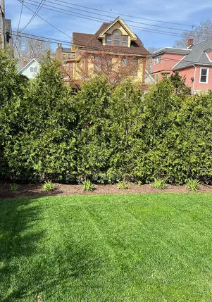 Thick green privacy hedge and lawn in Brooklyn