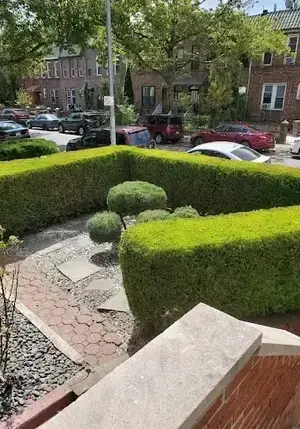 Clipped hedges and stone path in a Brooklyn front garden