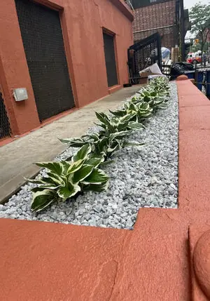 Hosta border with white decorative stone along a brick wall