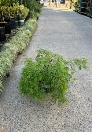 Weeping Japanese maple and ornamental grass border on a Brooklyn driveway