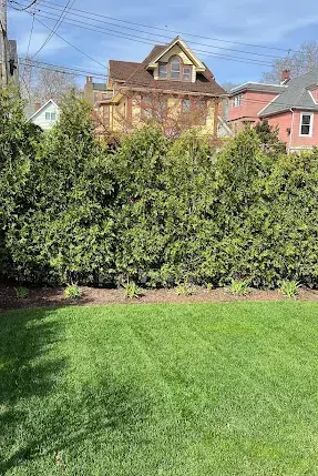 Tall privacy hedge above a freshly cut lawn in Brooklyn