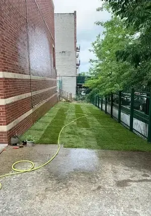 Freshly laid sod in a narrow Brooklyn side yard