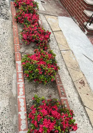 Red flower borders planted along a Brooklyn sidewalk