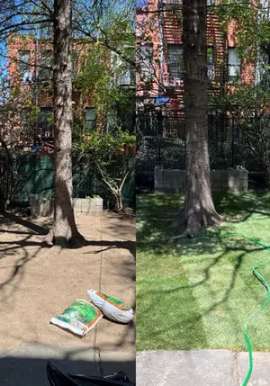 Backyard sod installation in progress around a tree in Brooklyn