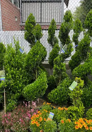 Spiral-pruned evergreen trees and flowers in a Brooklyn garden
