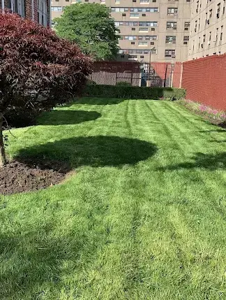 Freshly mowed striped lawn with shrubs in a Brooklyn yard