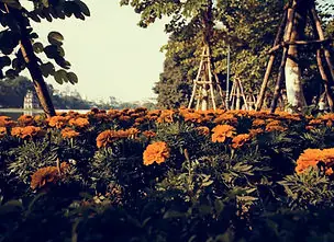 Rows of orange flowers planted beneath young trees