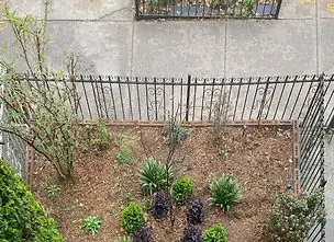 New plantings in a mulched front-yard bed behind an iron fence