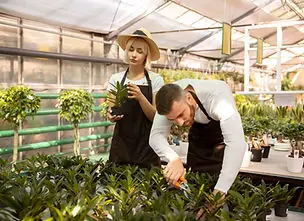 Gardeners preparing plants for installation