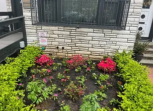 New flower bed with red blooms in front of a Brooklyn home