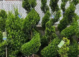 Spiral-pruned evergreen shrubs along a fence