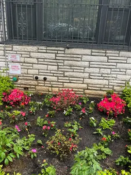 Pink azalea and flower bed planted along a Brooklyn home
