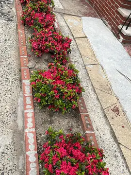 Red flower borders planted along a Brooklyn sidewalk