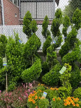 Spiral evergreens and flowers in a Brooklyn front garden
